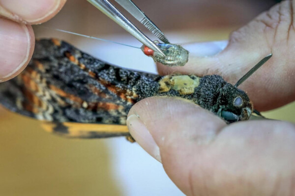 Moths fixed with tiny radio tags