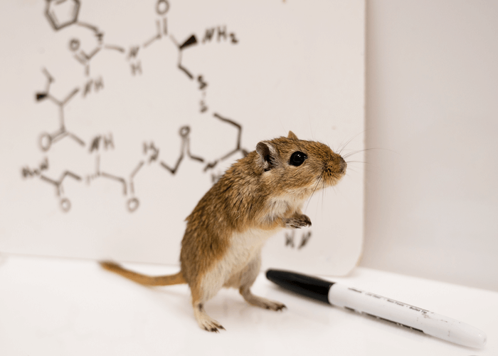 gerbil