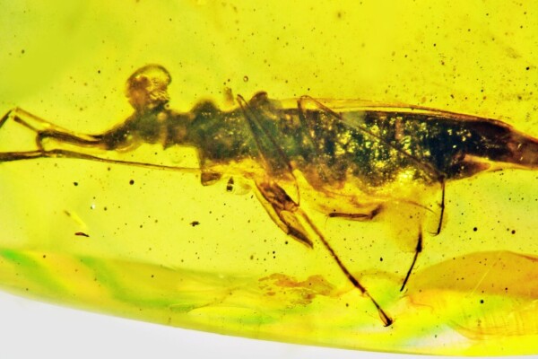 insect in amber