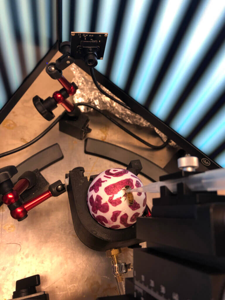 The bee's optomotor response is tested
