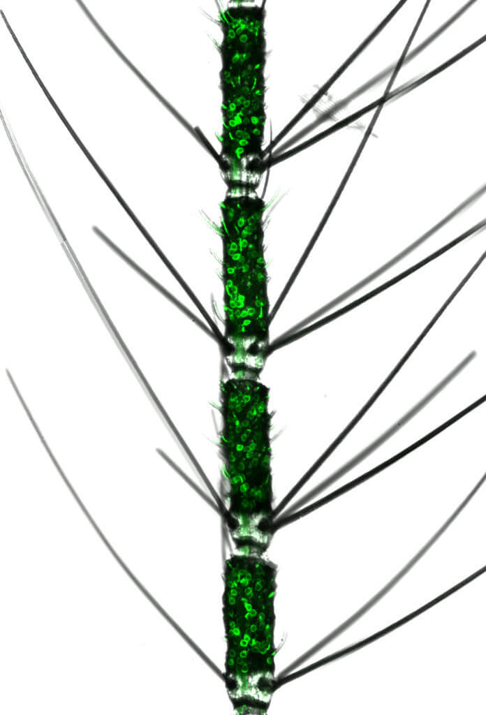 Mosquito antenna with fluorescently labeled olfactory neuron