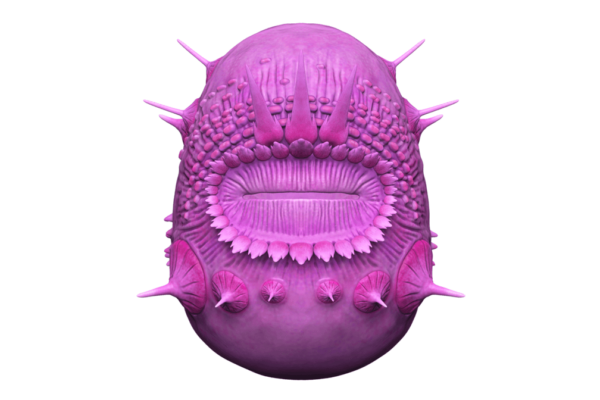 no anus Saccorhytus