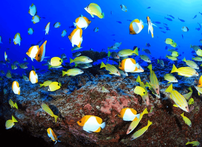 ocean life