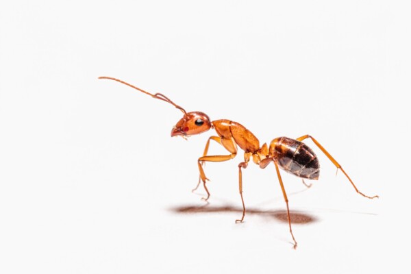 Ant