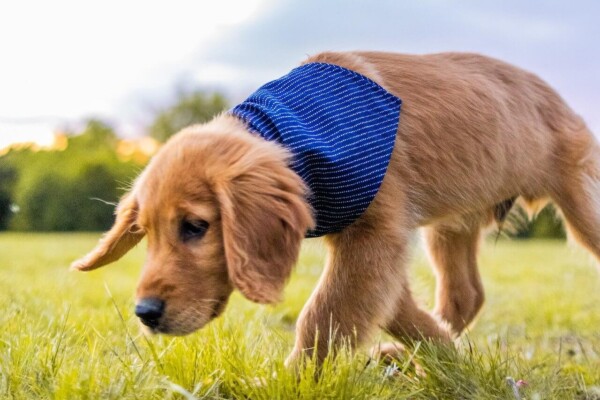 dog smelling grass
