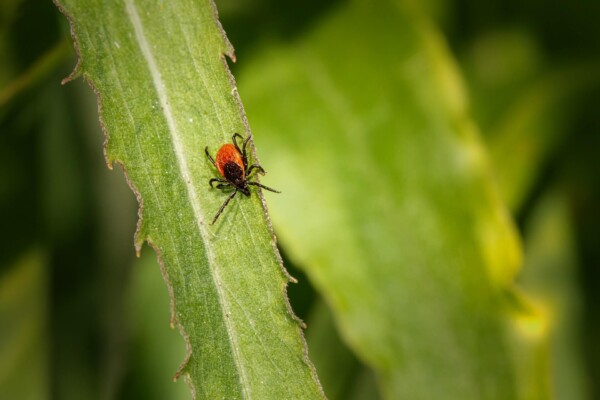 tick