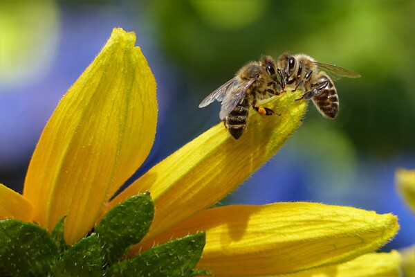 Bees sipping on nectar