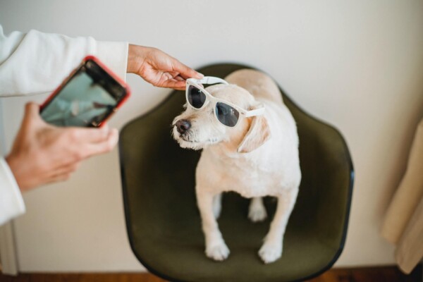 pet pictures
