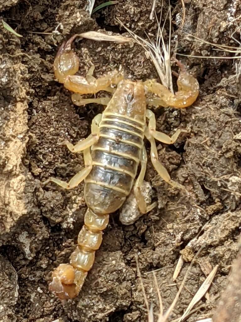 scorpion