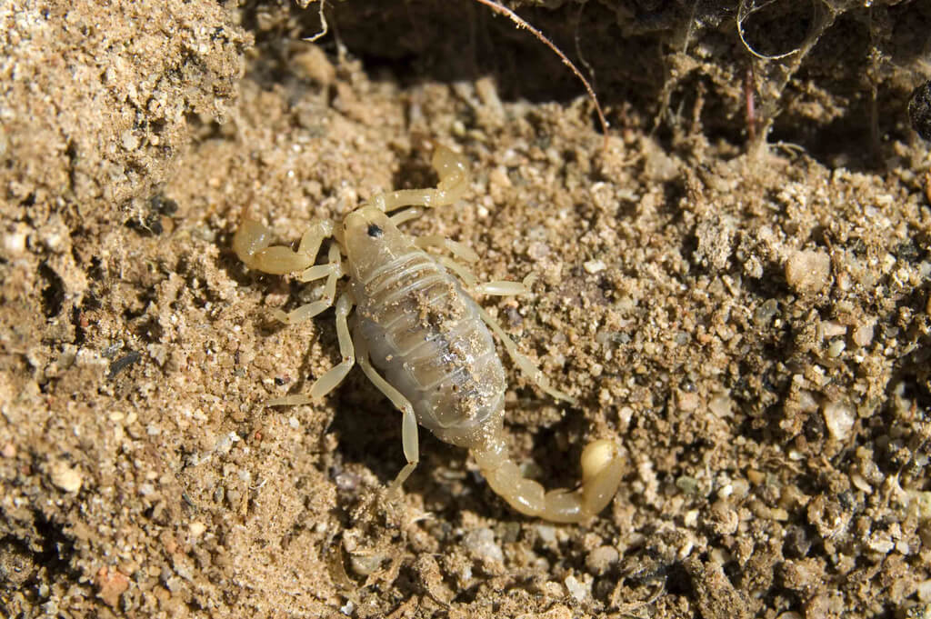 scorpion