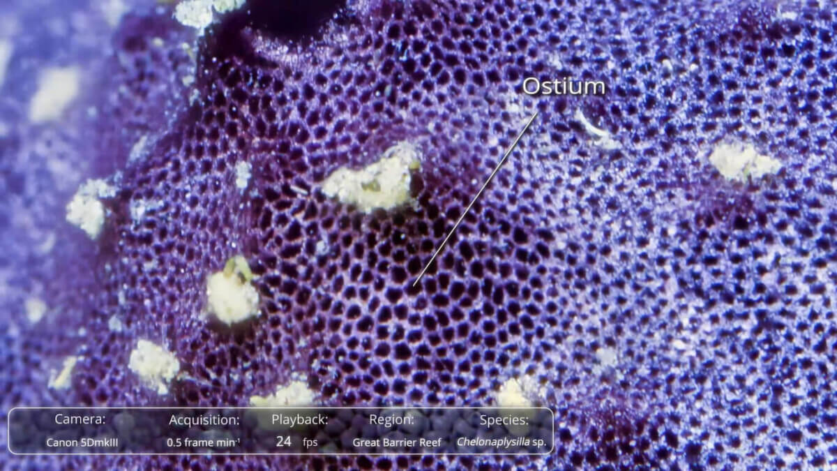 Time-lapse footage of the Indo-Pacific sponge Chelonaplysilla sp.