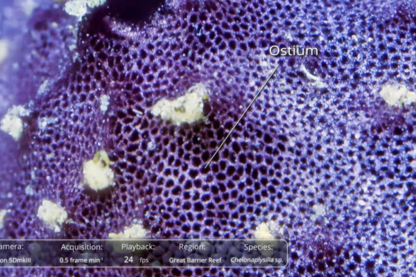 Time-lapse footage of the Indo-Pacific sponge Chelonaplysilla sp.