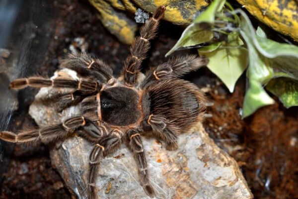 Brazilian salmon pink bird-eating tarantula