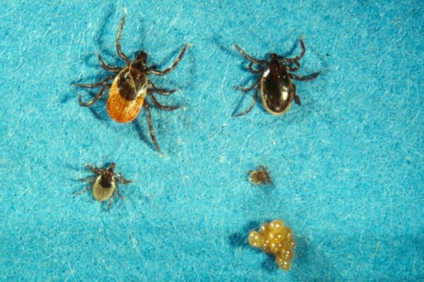 ticks