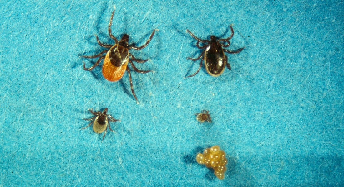 ticks