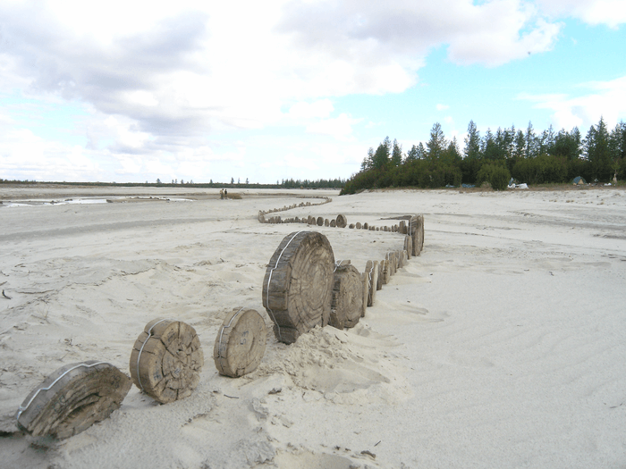 tree rings