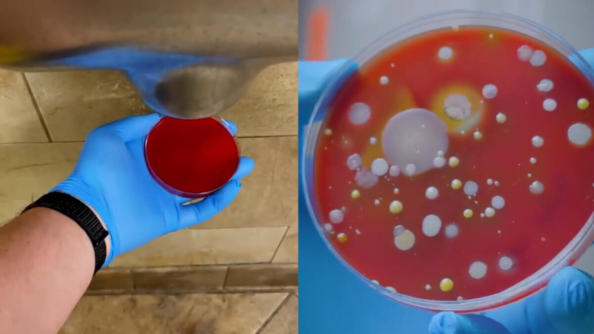 Bacteria test