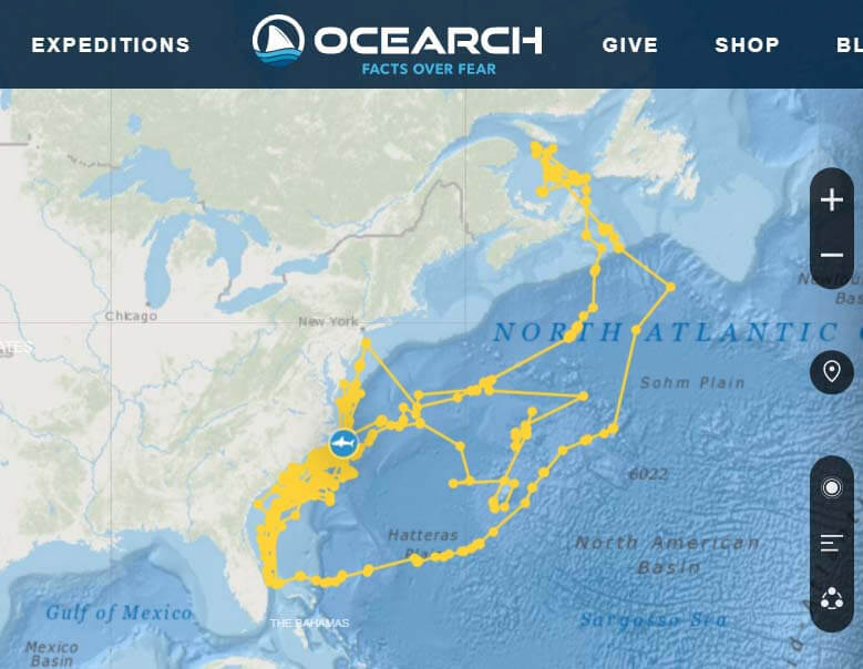 The track - in the shape of a shark - made by Breton the shark. 