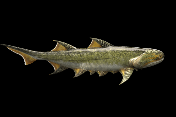 Life reconstruction of Fanjingshania renovata