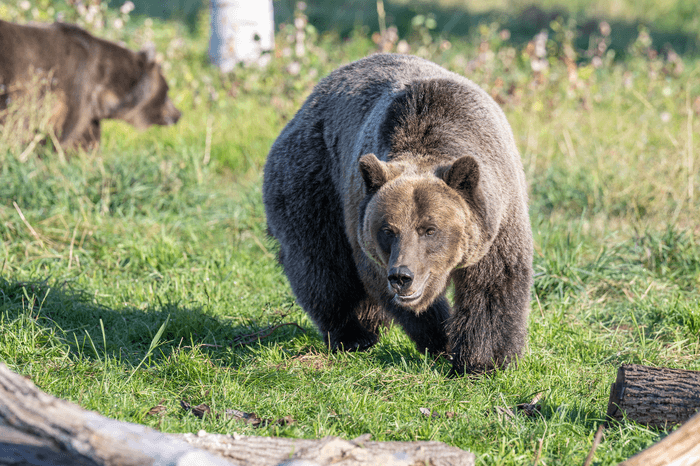 bear