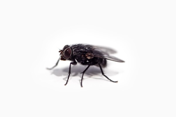 Common house fly