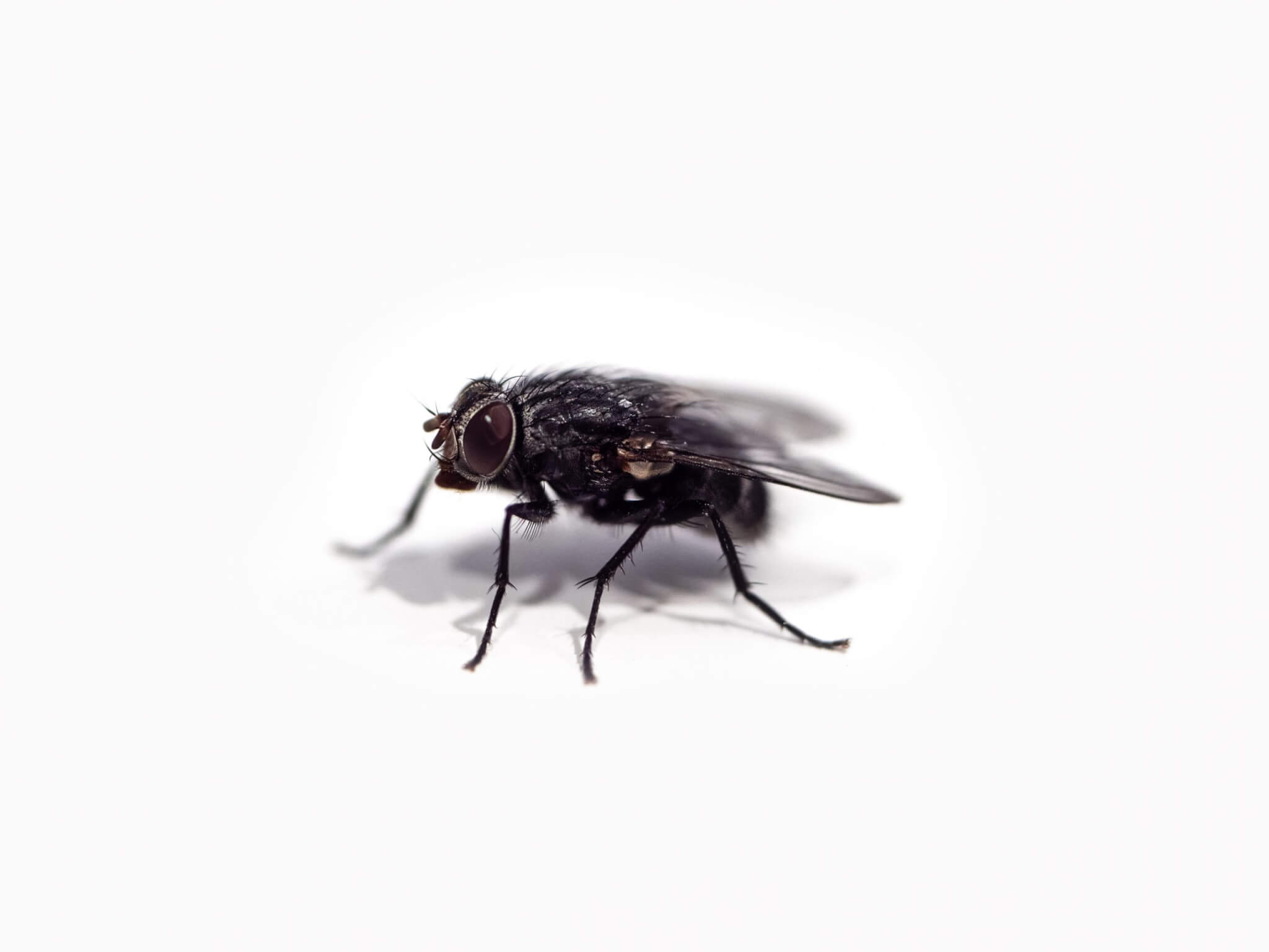 Fly vomit on your food 'far greater risk to health' than realized ...