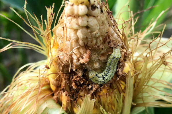 Earworm eating through corn
