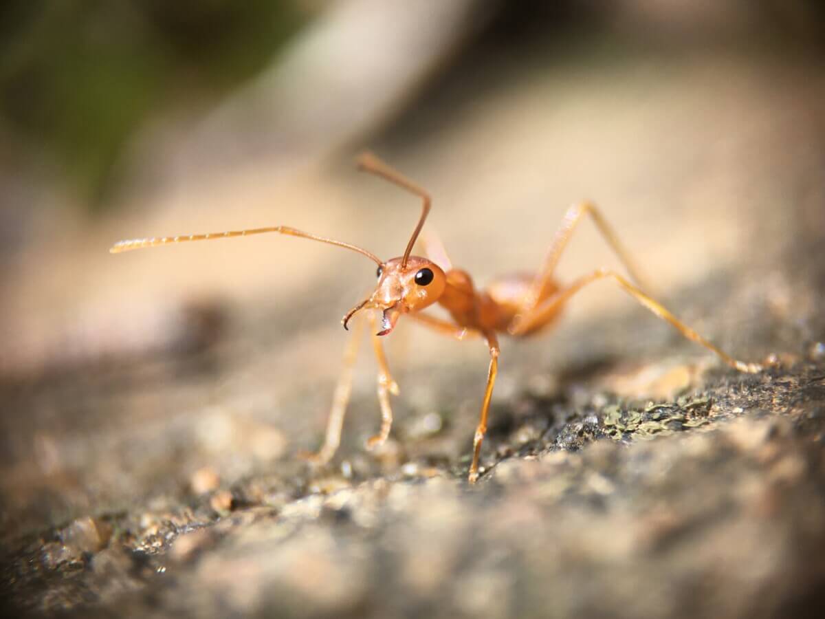 Ant closeup