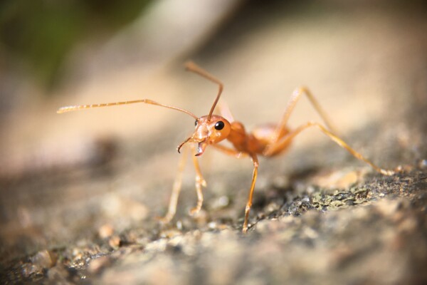 Ant closeup