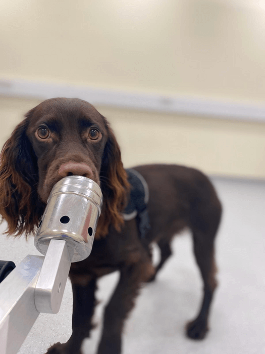 dog sniffing