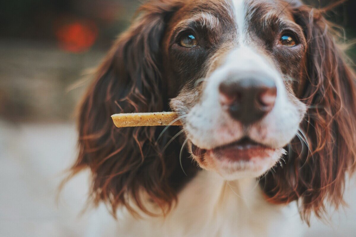 Dog holding a treat in its mouth