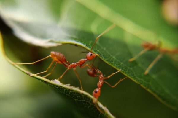 Ants