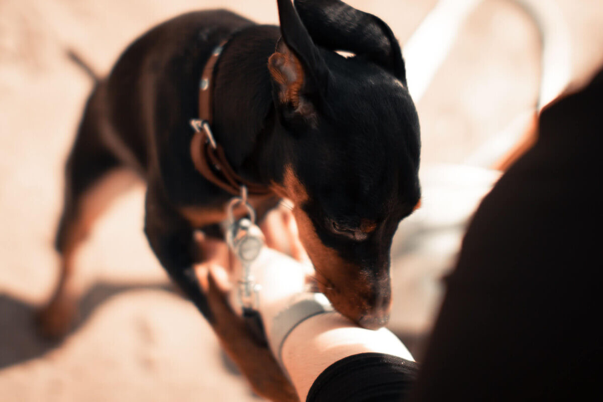 dog sniffing arm