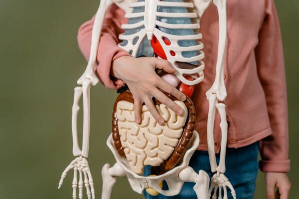 human body