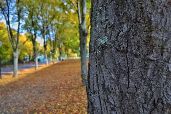 tree bark