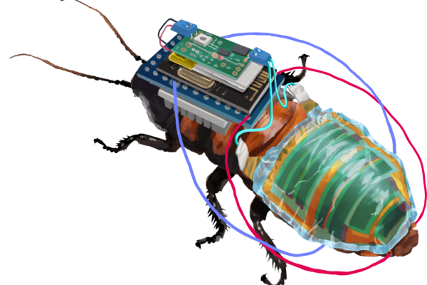 Remote controlled cyborg cockroach