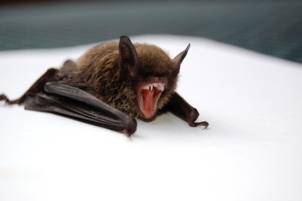 Bat with mouth open wide
