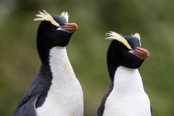 Erect-crested Penguin, Eudyptes sclateri