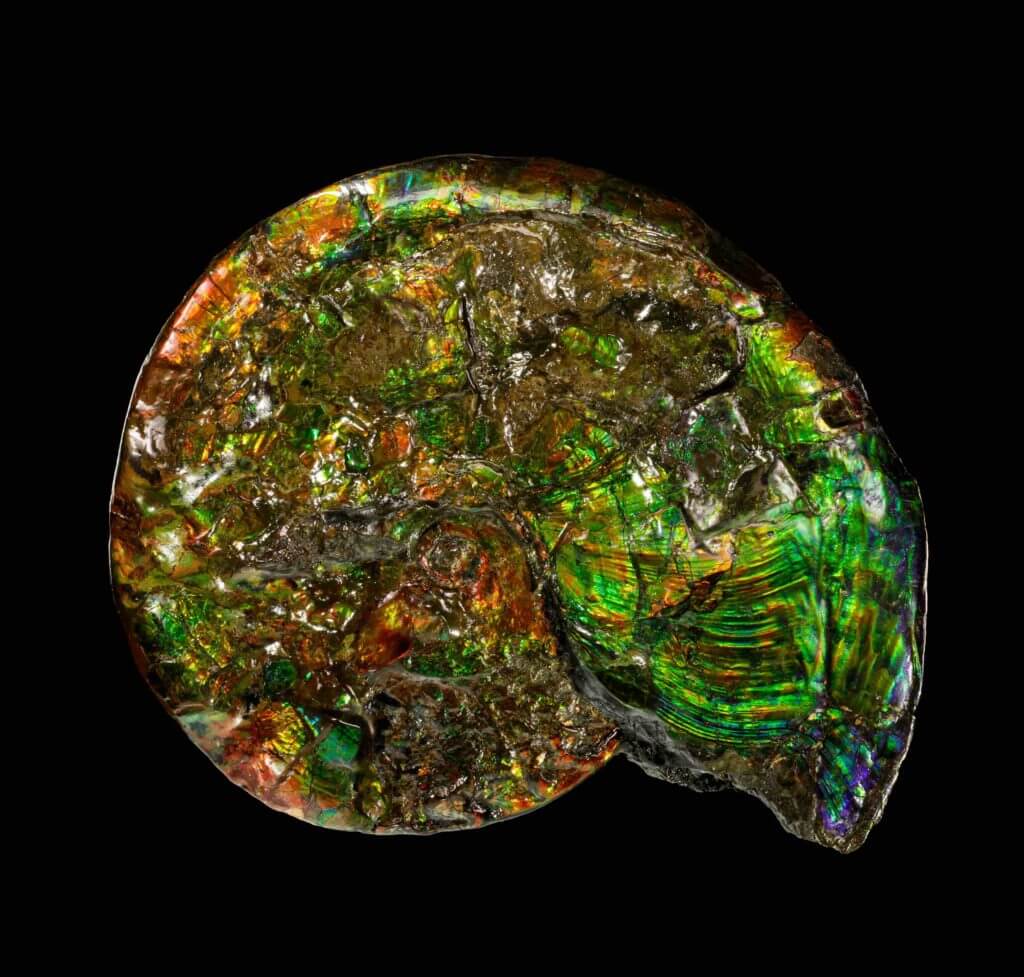 Opalized ammonite