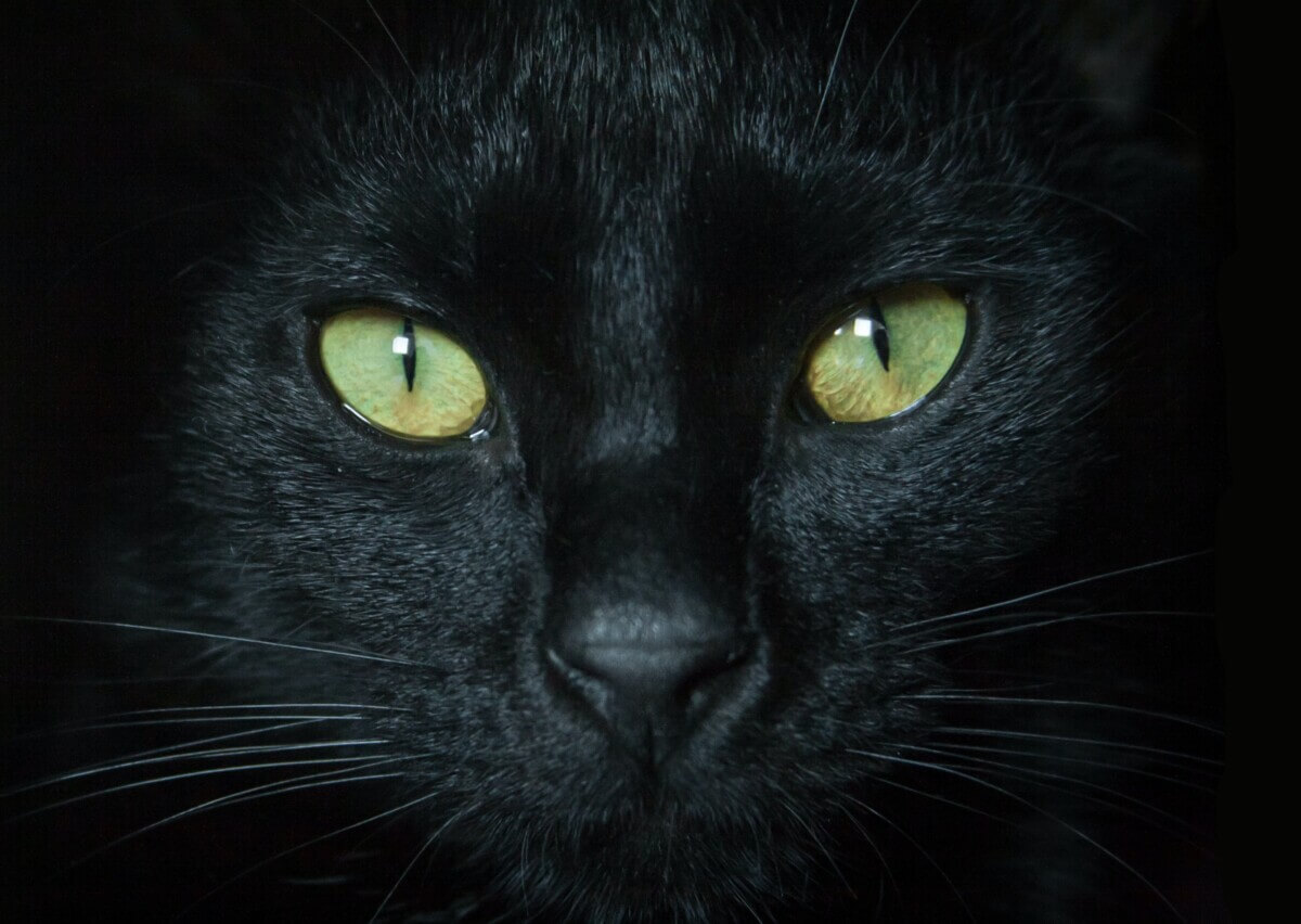 Black cat