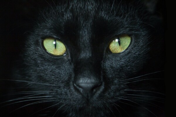 Black cat close up