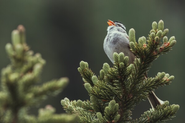 White-crowned sparrow