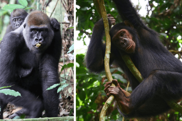 gorilla chimp