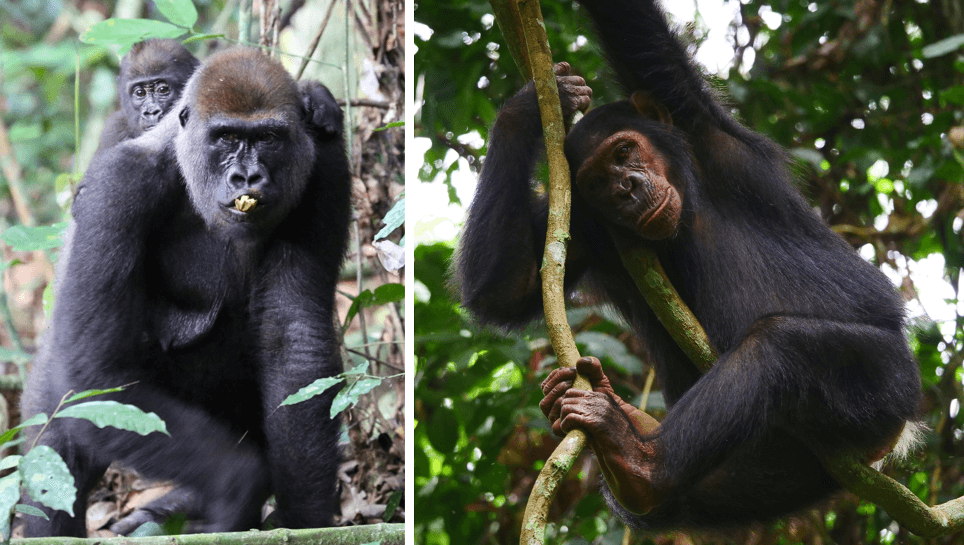 gorilla chimp