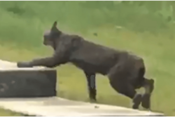 lynx
