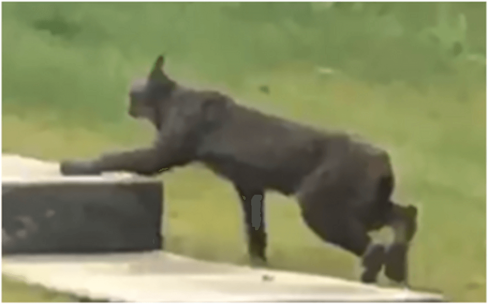 lynx
