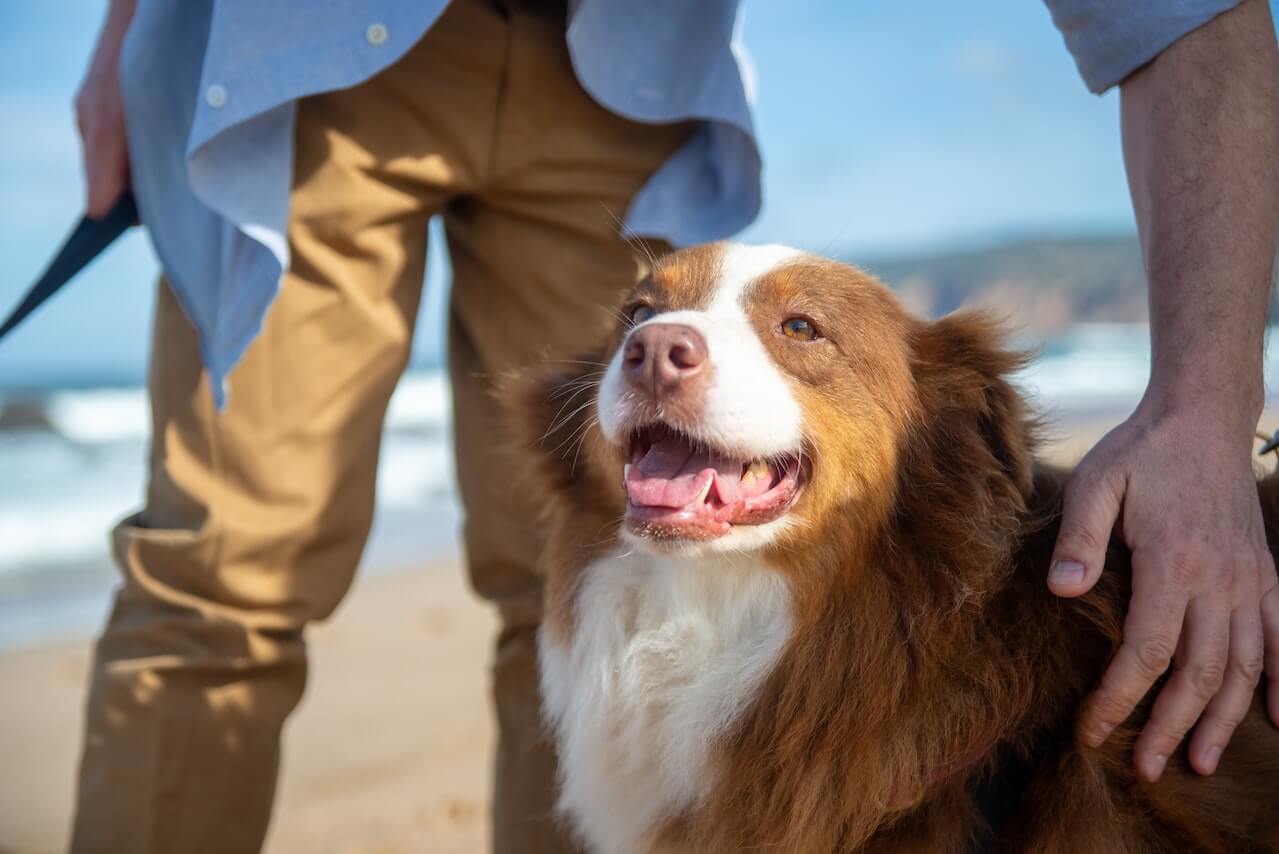 petting dog