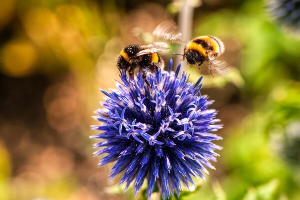 bumble bees