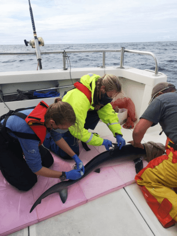 Relasing Shark Catching and releasing sharks may do more harm than anglers think
