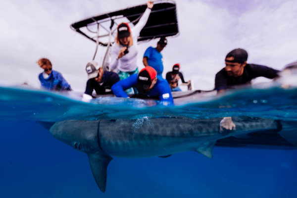 shark fishing